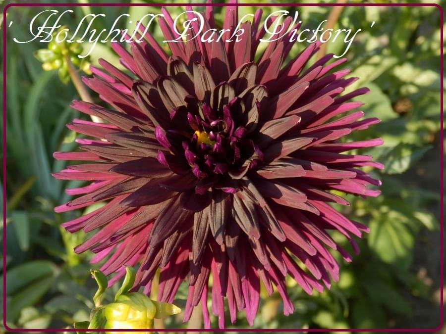 Obrazek