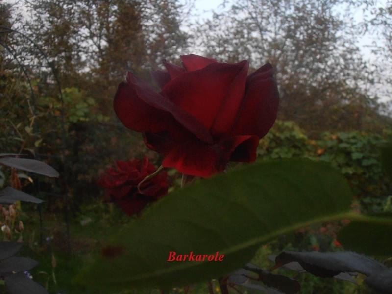 Obrazek