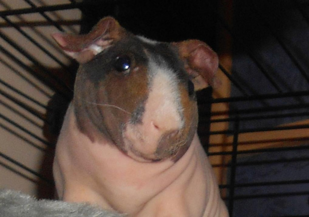 Obrazek