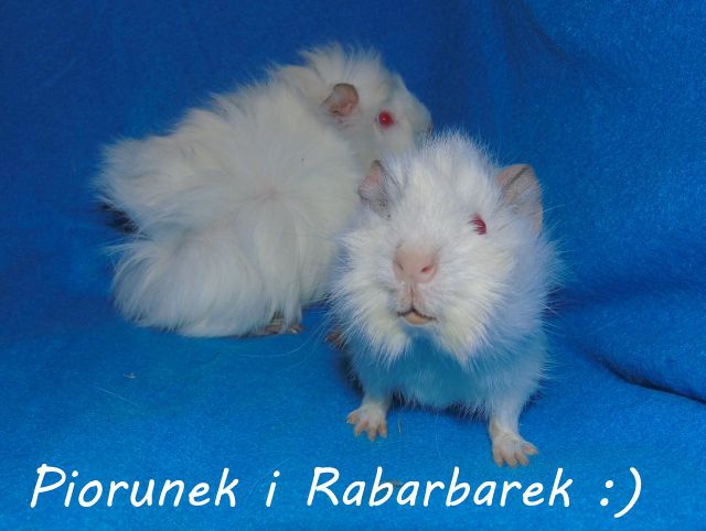 Obrazek