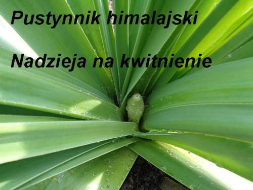 Obrazek