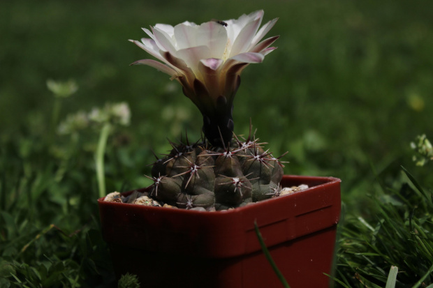 Gymnocalycium reductum v. leucodyction JPR 17/45,Cerro de las Tunas, Buenos Aires, Argentina