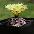 Gymnocalycium andreae P 199