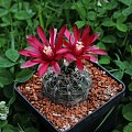 Gymnocalycium baldianum