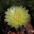 Gymnocalycium andreae P 199