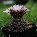 Gymnocalycium neuhuberii GN 77/1181