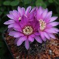 Gymnocalycium neuhuberi JO 779