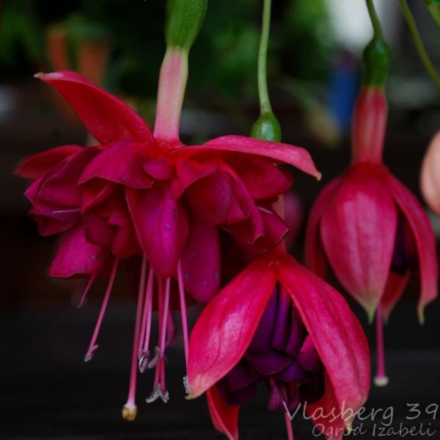 fuchsia Vlasberg 39 #fuchsia #fuksje #kwiaty