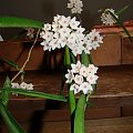 Hoya sheperdii