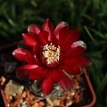 Gymnocalycium baldianum JO 339