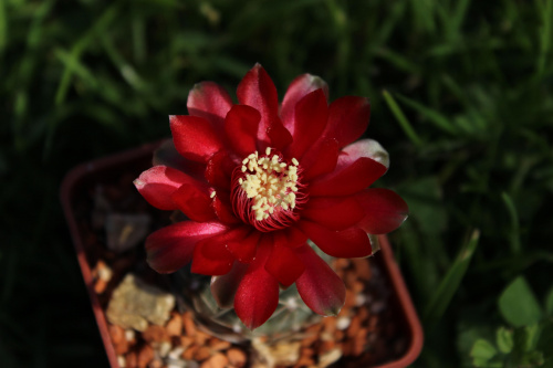 Gymnocalycium baldianum JO 339