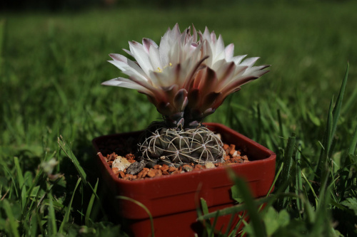 Gymnocalycium uebelmannianum