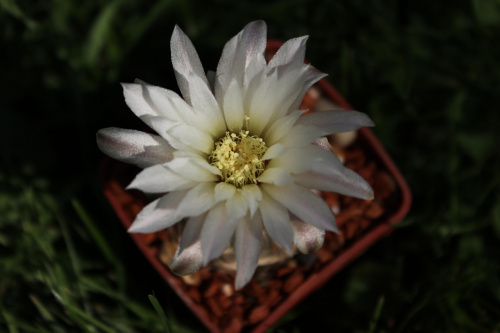 Gymnocalycium nataliae CH 1277