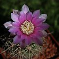 Gymnocalycium neububeri LF 10