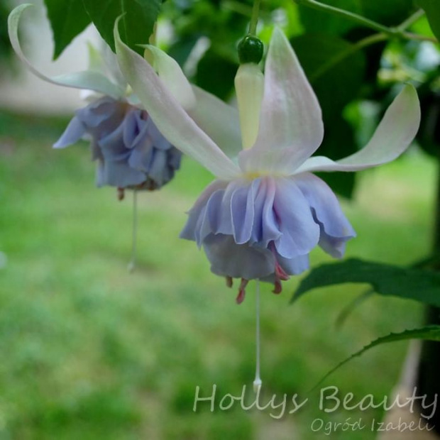 fuchsia Hollys Beauty #fuchsia #fuksje #kwiaty