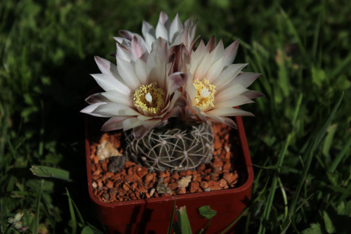 Gymnocalycium uebelmannianum