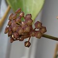 Hoya rigida ?