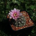 Gymnocalycium alboareolatum