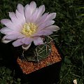 Gymnocalycium spec de Cordoba