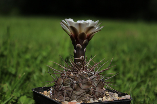 Gymnocalycium striglianum ssp. aeneum GN 90-120/893