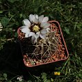 Gymnocalycium ochoterenae