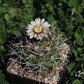 Gymnocalycium nigriareolatum P 132, North of El Portezuelo, Catamarca, Argentina 800m