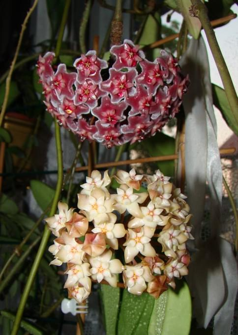 Hoya rigida? i pubicalyx