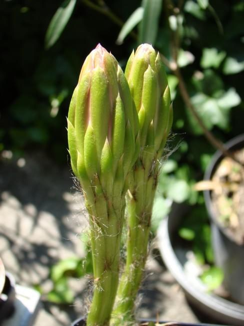 Echinopsis hybr.