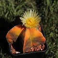 Astrophytum myriostigma