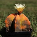 Astrophytum myriostigma