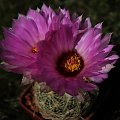 Thelocactus bicolor ssp. flavidispinus