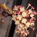 Hoya latifolia