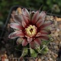 Gymnocalycium mostii v. genserii LF 83, Ischilin, Cordoba, Arg. 1000m