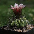 Gymnocalycium mostii v. genserii LF 83, Ischilin, Cordoba, Arg. 1000m