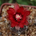 Gymnocalycium baldianum JO 1064/1
