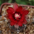 Gymnocalycium baldianum JO 1064/1