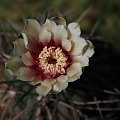 Gymnocalycium spegazzinii STO 88-160, Molinos, Salta, Argentina 2200m