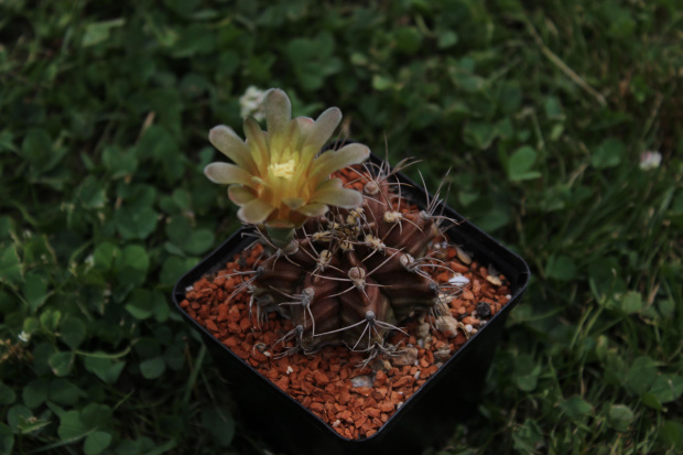 Gymnocalycium mihanovichii v. stenogonum P 242. Chaco Austral, 150 m, Argentina