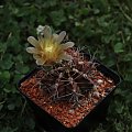 Gymnocalycium mihanovichii v. stenogonum P 242. Chaco Austral, 150 m, Argentina