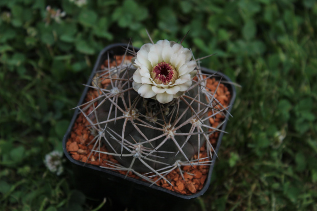 Gymnocalycium nigriareolatum v. simoi P 39, Argentina Catamarcaca (de Graciana 2300m)