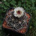 Gymnocalycium nigriareolatum v. simoi P 39, Argentina Catamarcaca (de Graciana 2300m)