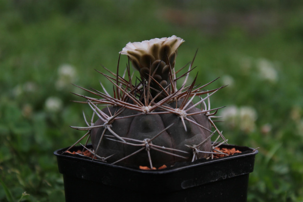 Gymnocalycium nigriareolatum v. simoi P 39, Argentina Catamarcaca (de Graciana 2300m)