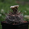 Gymnocalycium nigriareolatum v. simoi P 39, Argentina Catamarcaca (de Graciana 2300m)