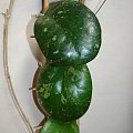 Hoya Metallica