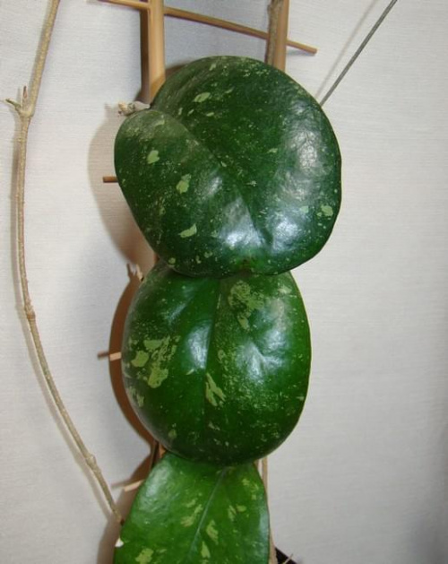 Hoya Metallica