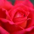 #makro #róża #kwiat #CanonEOS6D
