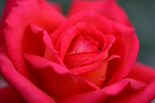 #makro #róża #kwiat #CanonEOS6D