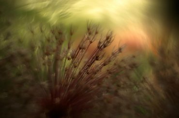 #bokeh #CanonEOS6D #Helios #kwiaty #M42 #makro #przyroda