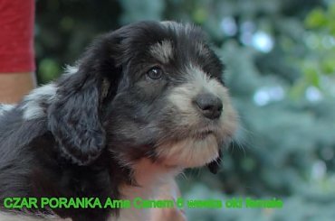 #PON #AmaCanem #PolskiOwczarekNizinny