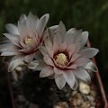 Gymnocalycium erinaceum WP 108/163, Caňada de Rio Pinto, Cordoba, Argentina